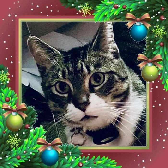 Christmas Treat single cover: Pawmadeus in a red frame decorated with holly, baubles and snow