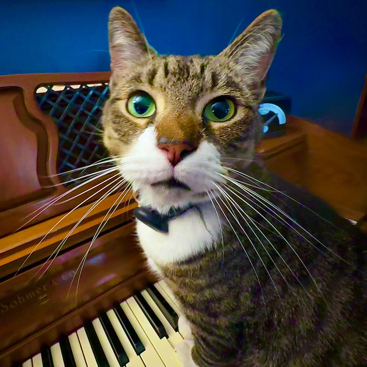 I Land on My Feet album cover: Pawmadeus at the piano, wide green eyes, staring into the camera